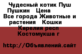 Чудесный котик Пуш-Пушкин › Цена ­ 1 200 - Все города Животные и растения » Кошки   . Карелия респ.,Костомукша г.